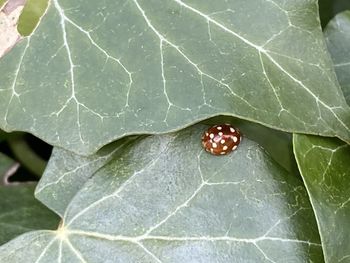 Close-up of insect on leaf