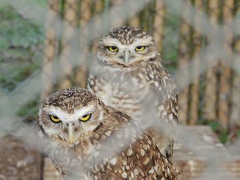 Close-up portrait of owl