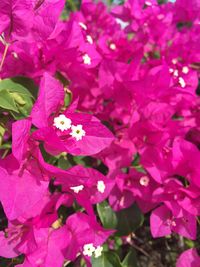 Close-up of pink flowers