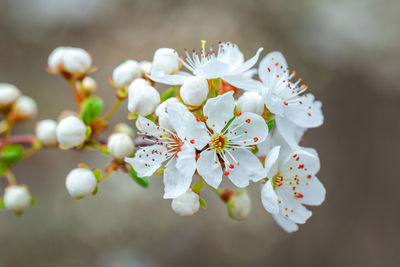 Close-up of cherry blossom