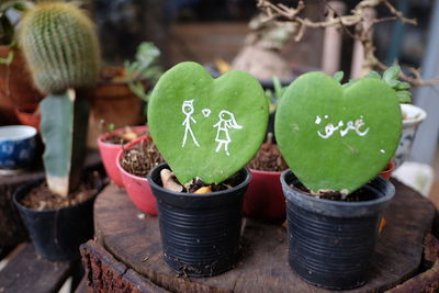 Close-up of potted plant