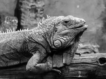 Close-up of lizard on wood