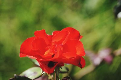 Close-up of red rose