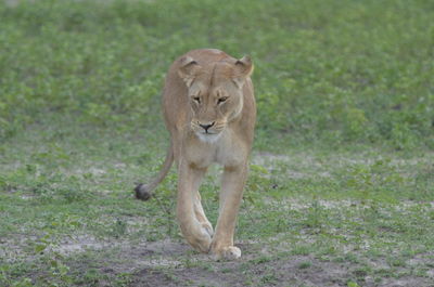 Close-up of a cat walking on field