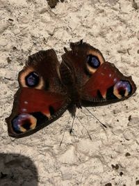 Close-up of butterfly on sand