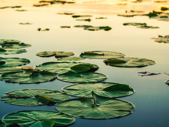 Close-up of lily pads on water