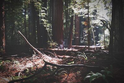 Cactus growing in forest