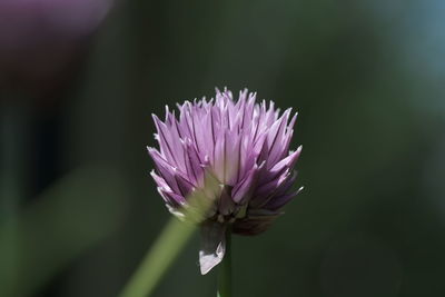 Close-up of pink flower