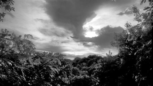 Low angle view of trees against sky