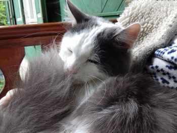 Close-up of cat relaxing at home
