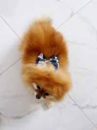 pomeranian