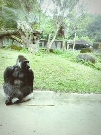 Monkey looking away on tree