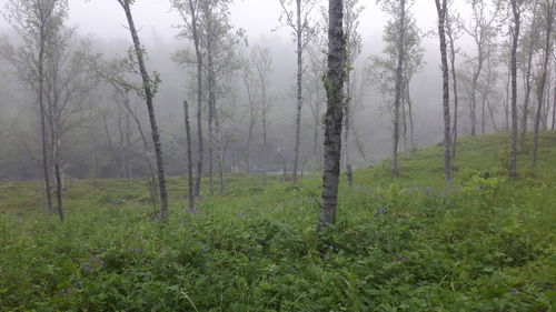 Trees in forest