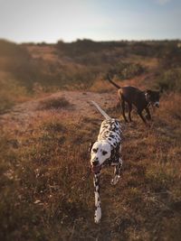 Dog on field against sky