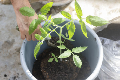 High angle view of potted plant