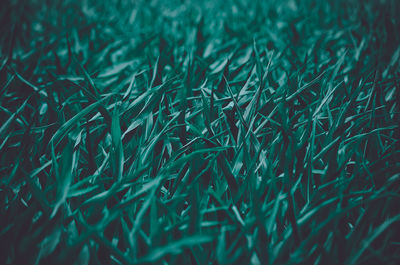 Full frame shot of grass on field