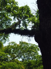 Low angle view of trees in forest