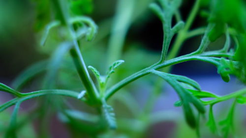 Close-up of fresh green plant