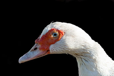 Close-up of a bird against black background