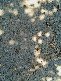 High angle view of lizard on sand at beach