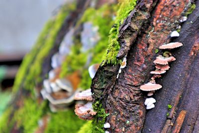 Close-up of mushroom growing on tree trunk