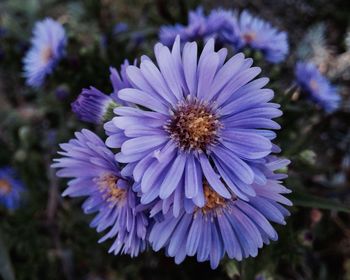 Close-up of purple flowers blooming