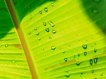 Full frame shot of raindrops on green leaves