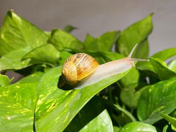 Close-up of snail on leaves