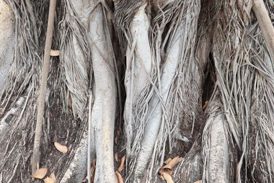 Full frame shot of tree trunk