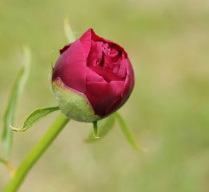 Close-up of red rose