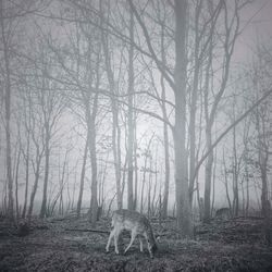 Bare trees in forest