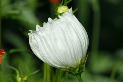 Close-up of white flowering plant