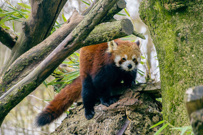 Low angle view of animal on tree trunk