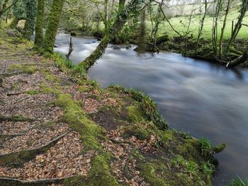 Plants growing by river in forest