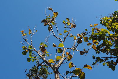 Low angle view of tree against clear blue sky