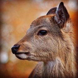 Close-up of an animal