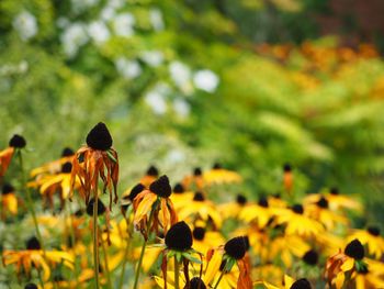 Close-up of yellow flowers blooming outdoors