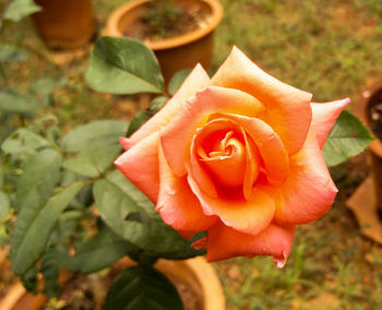 Close-up of rose blooming outdoors