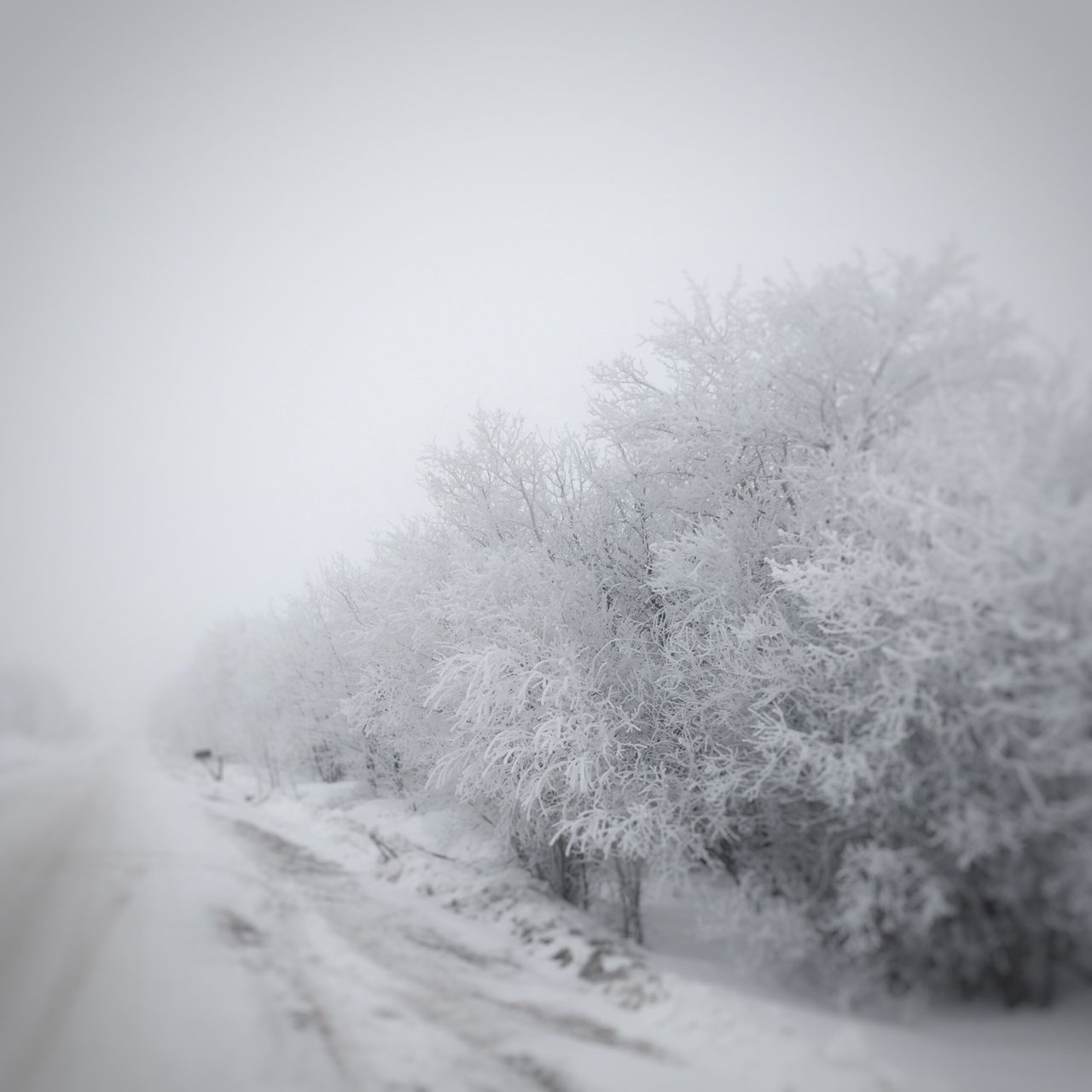 snow, winter, cold temperature, tree, nature, weather, day, clear sky, no people, outdoors, tranquility, beauty in nature, cold