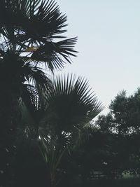 Silhouette of palm trees against sky