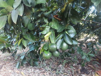 Close-up of fruits growing on tree