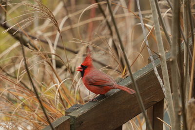 Bird perching on plant