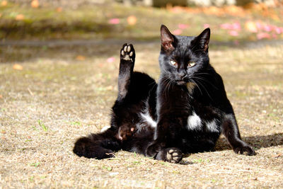 Portrait of black cat stretching on field