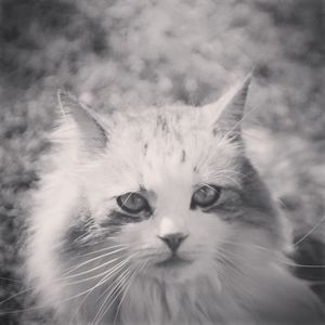 Close-up portrait of cat
