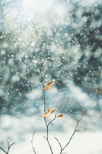 Close-up of frozen plant during winter