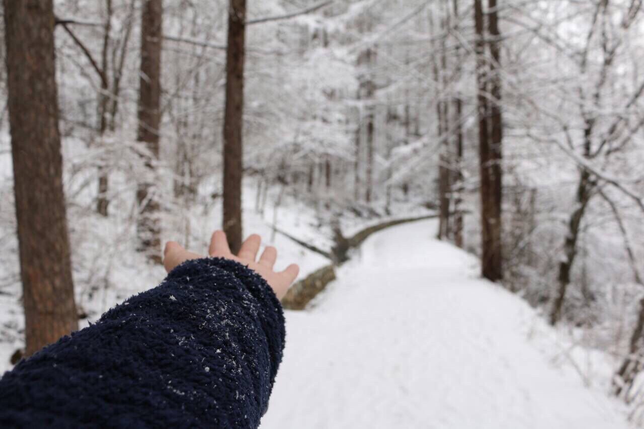 snow, winter, cold temperature, tree, weather, season, the way forward, forest, nature, covering, tree trunk, tranquility, frozen, tranquil scene, beauty in nature, covered, woodland, diminishing perspective, outdoors, non-urban scene