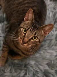 Close-up portrait of a cat