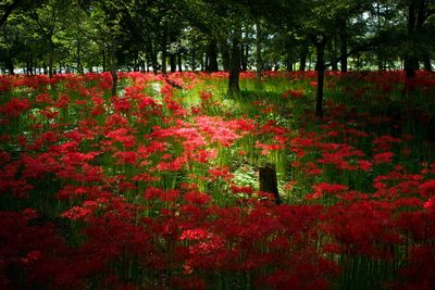Red flowers growing on tree