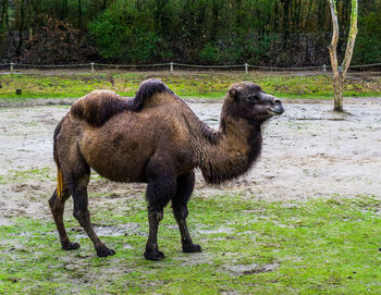 Full length of a horse on field