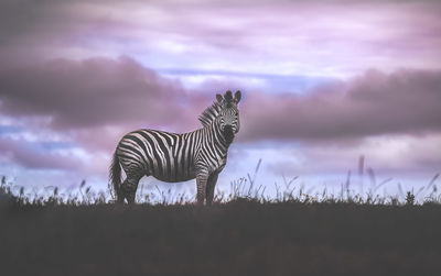 Giraffe standing on field against sky